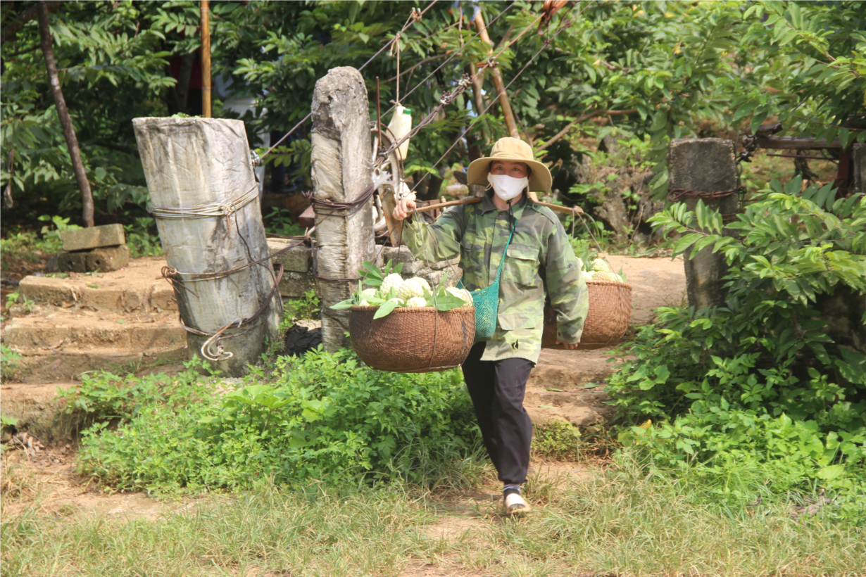 Lạng Sơn: Tập trung phát triển na trái vụ (13/12/2023)
